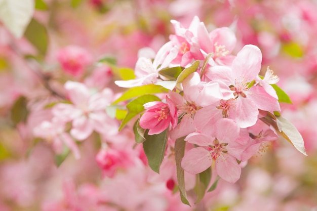 中国の開花カニリンゴ咲きます。春に咲くリンゴの木の枝にピンクの芽。
