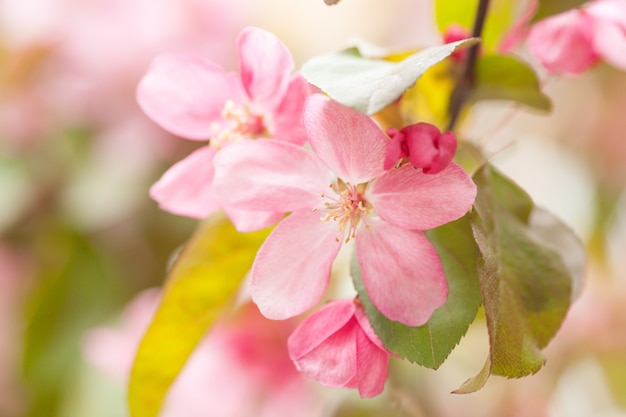 Chinese flowering crab-apple blooming.