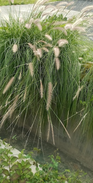 Photo chinese fountain grass plant