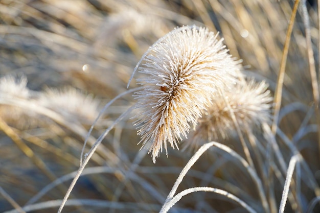 Chinese fountain grass or swamp grass during winter season