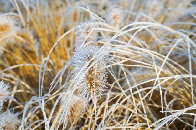 Chinese fountain grass or swamp grass during winter season