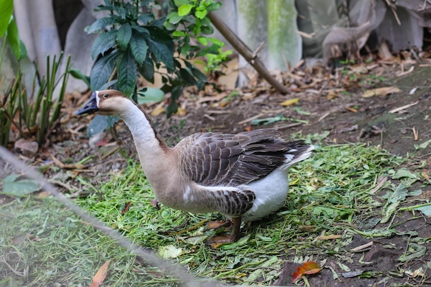 Chinese goose in the garden