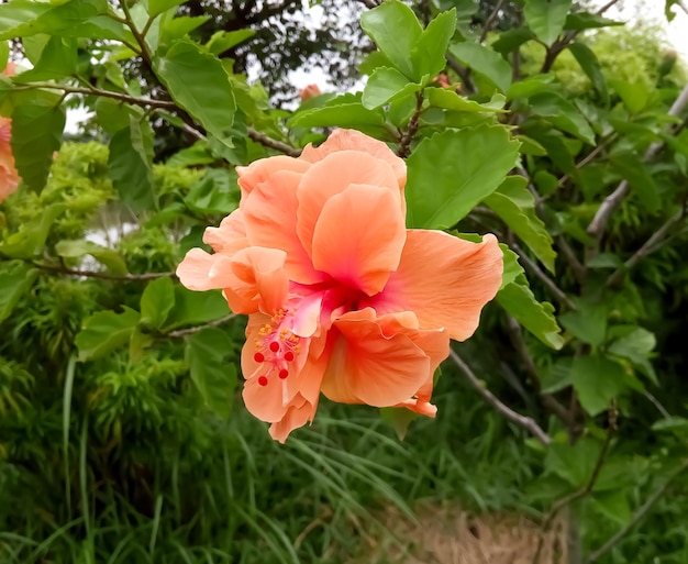 Chinese hibiscus pink flower on garden