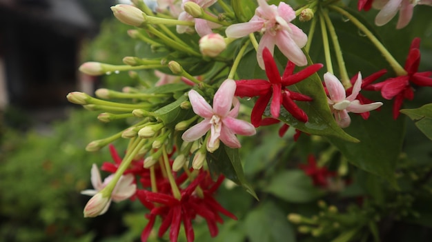 チャイニーズ スイカズラまたはラングーン クリーパーは、アジアでよく見られるつる植物です。