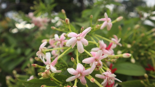 Chinese honeysuckle or rangoon creeper is a vine that is commonly found in Asia.