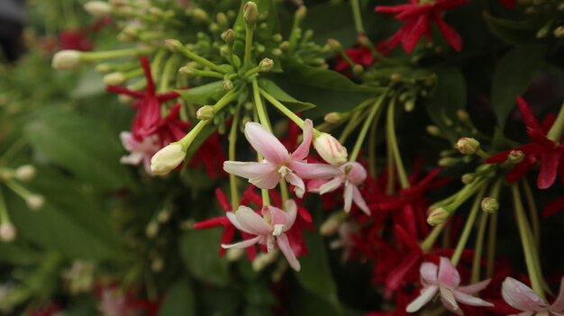 Chinese honeysuckle or rangoon creeper is a vine that is commonly found in Asia.