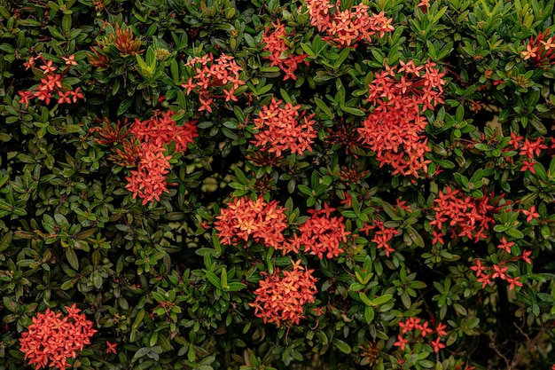 Chinese Ixora Plant Bloem van de soort Ixora chinensis