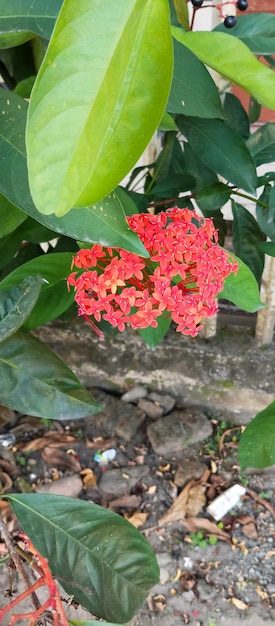 Chinese ixora Plant taken from a closeup angle