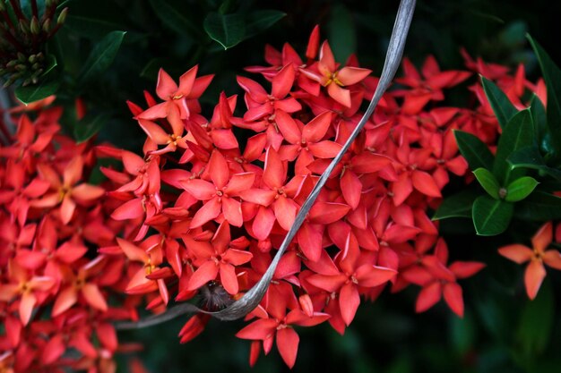 Photo chinese ixora