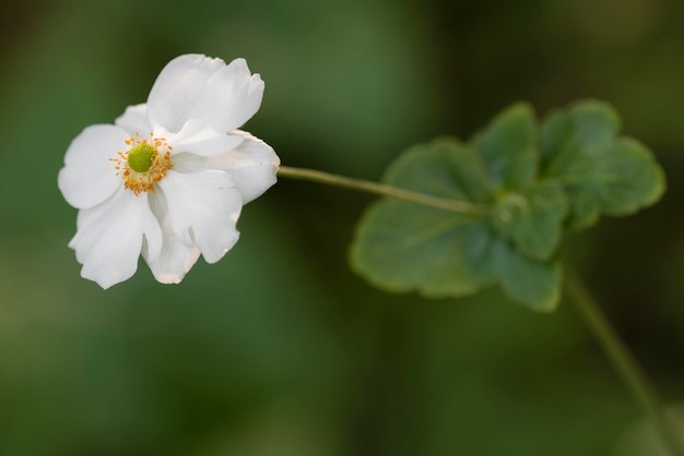 中国または日本のイソギンチャク thimbleweed または windflower