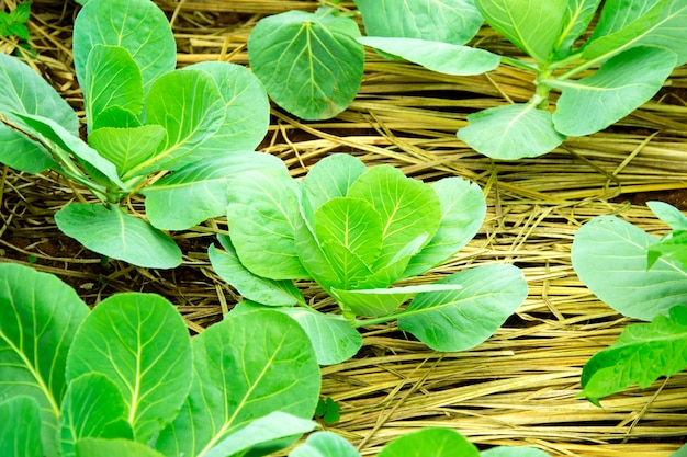 Chinese kale growing on Straw in Vegetable garden.