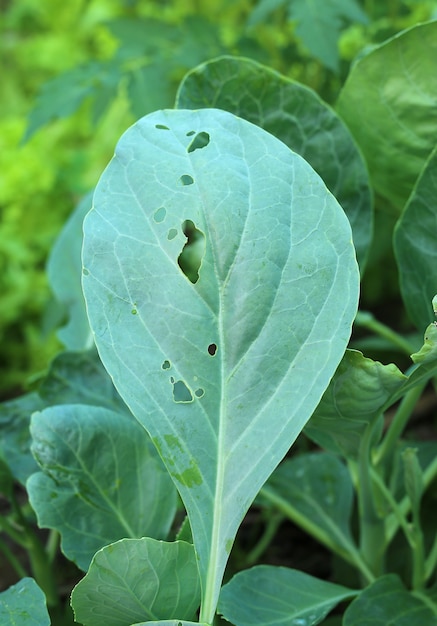 Chinese kale leaf with holes eaten by worm.