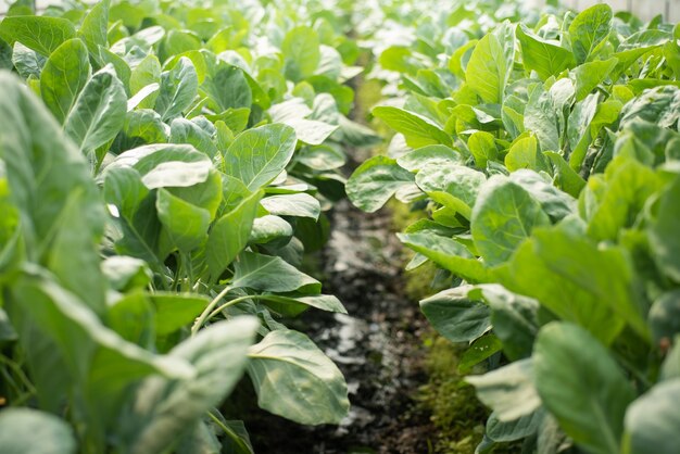 Chinese kale in vegetable garden