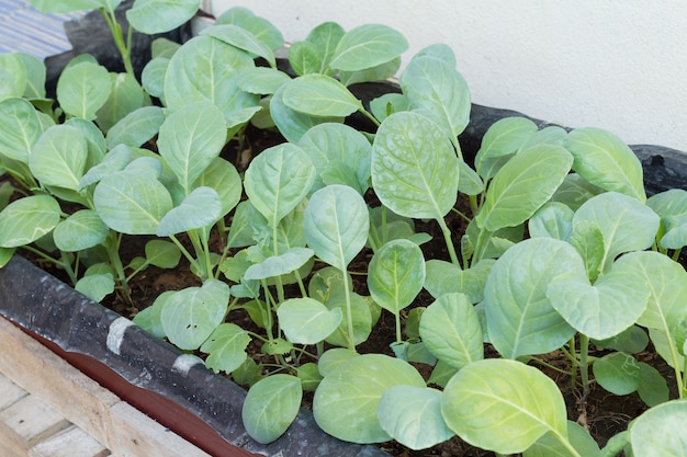 Chinese kale vegetable