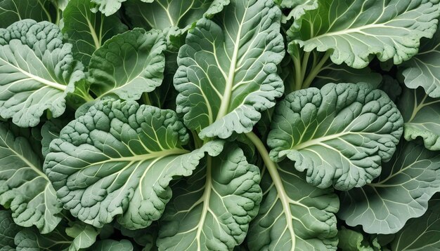 Chinese kool geïsoleerd op witte achtergrond Groene bladeren van collards patroon