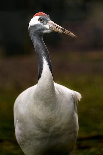 Chinese kraanvogel