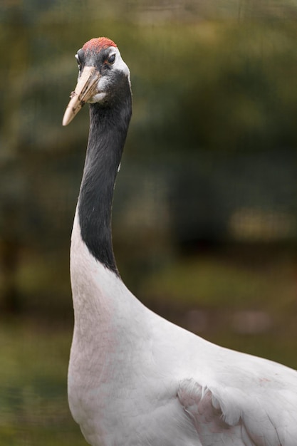 Chinese kraanvogel