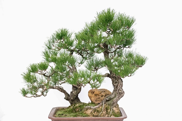 Chinese kunstbonsai op een witte achtergrond