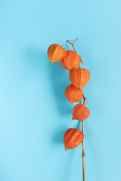 Foto pianta cinese della lanterna (physalis franchetii) sul ramo blu di physalis.