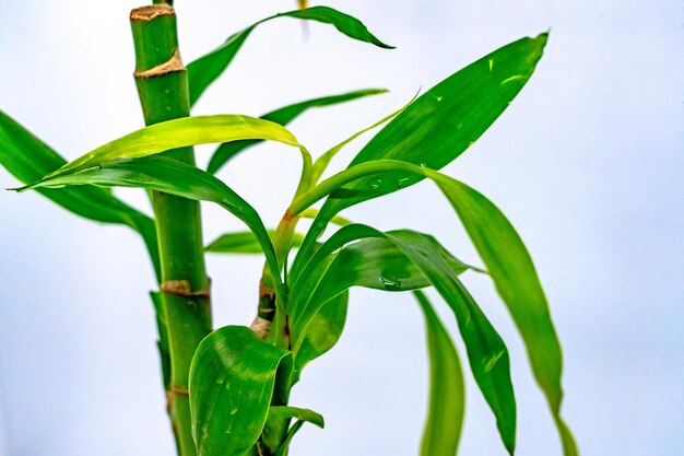 a Chinese Luck Bamboo plant with green leaves that is from the plant