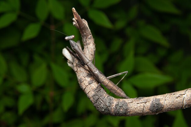 Chinese mantis Tenodera sinensis Praying Mantis on branch green leaves background