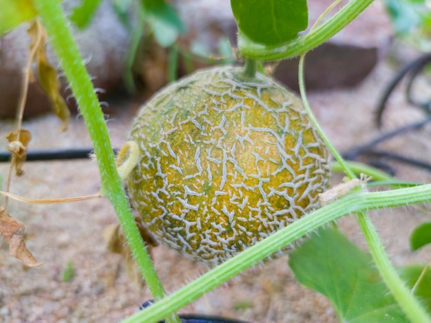 Chinese melon attached to its root