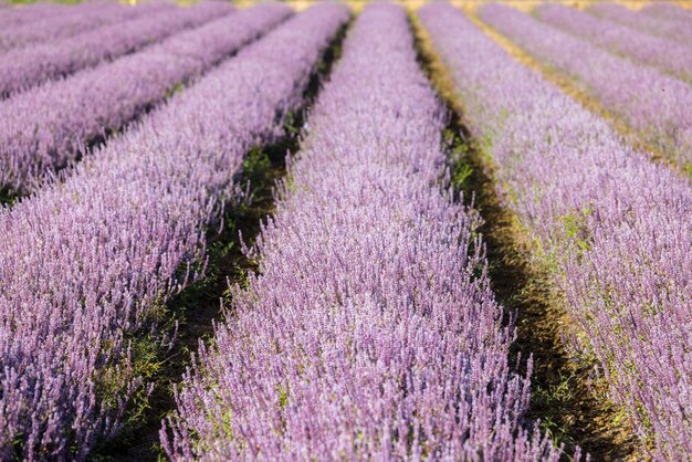 Chinese Mesona flower field in Taoyuan Yangmei District