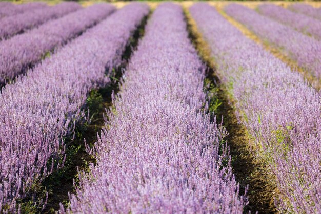 Photo chinese mesona flower field in taoyuan yangmei district