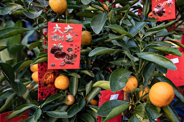 中国の旧正月のオレンジの木