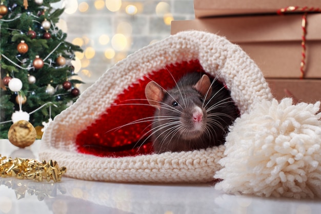 Chinese new year rat with festive decorations