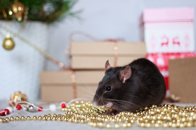 Chinese new year rat with festive decorations. 