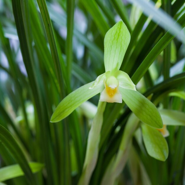 Photo chinese orchids