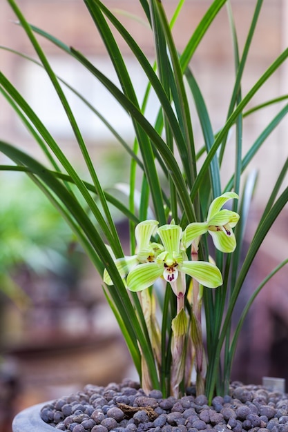 Photo chinese orchids