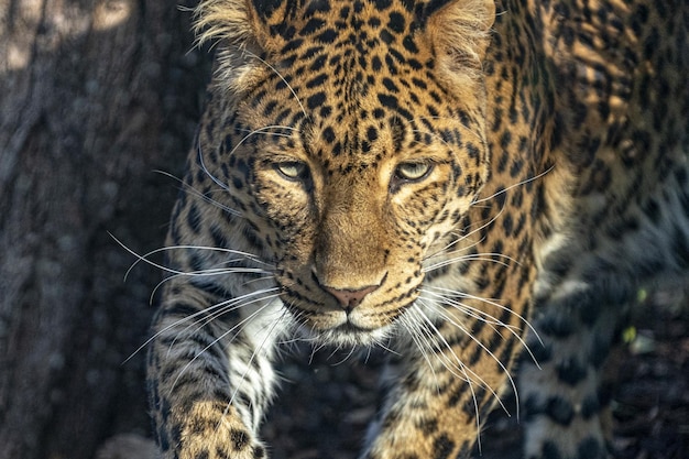 Chinese panther leopard close up portrait