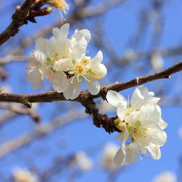 Chinese plum flowers blooming.