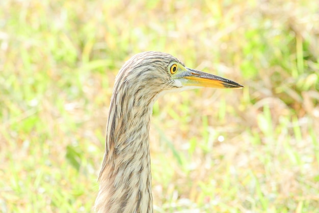 The Chinese pond heron is an East Asian freshwater bird of the heron family. It is one of six species of birds known as 