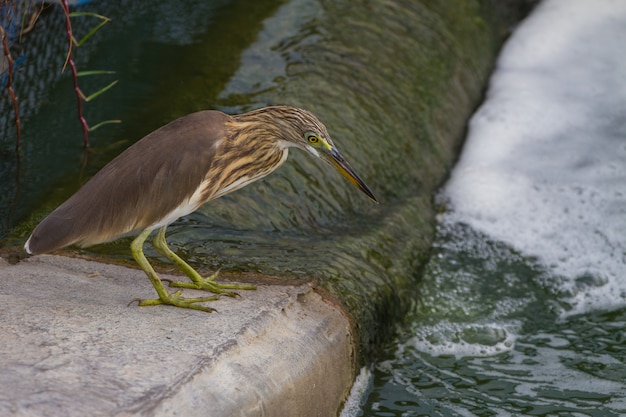 Китайский пруд Heron в природе, Таиланд