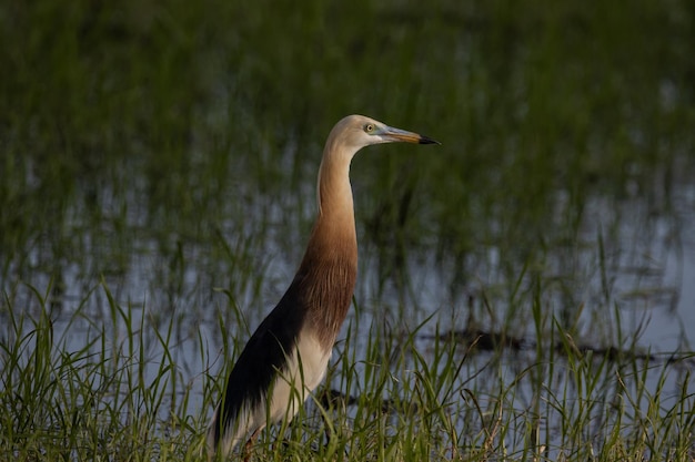 Chinese Pondheron Ardeola bacchus Dierenportret