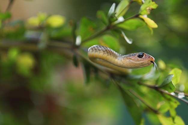 Il serpente di ratto cinese o serpente di ratto indocinese è una specie di serpente endemico del sud-est asiatico