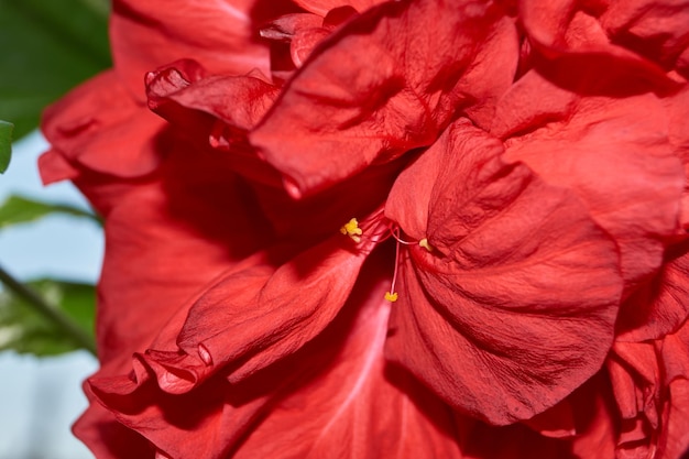 Chinese roos of Hibiscus Chinese bloeit thuis in het vroege voorjaar