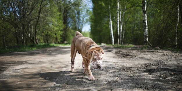 Chinese Shar Pei walks on countryside road