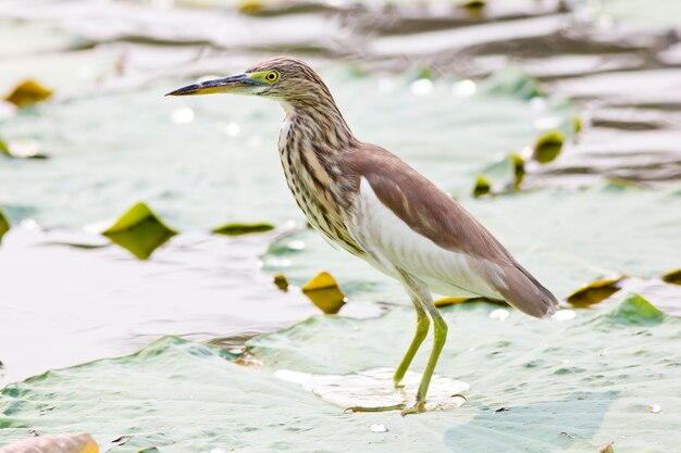 Chinese vijverreiger