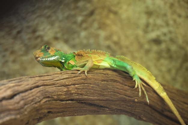 Chinese waterdraak, Thaise waterdraak en groene waterdraak.