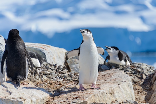 南極のビーチでヒゲペンギン