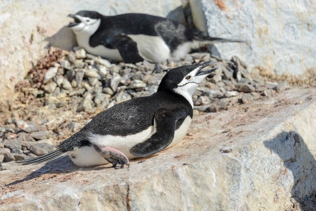 南極のビーチでヒゲペンギン