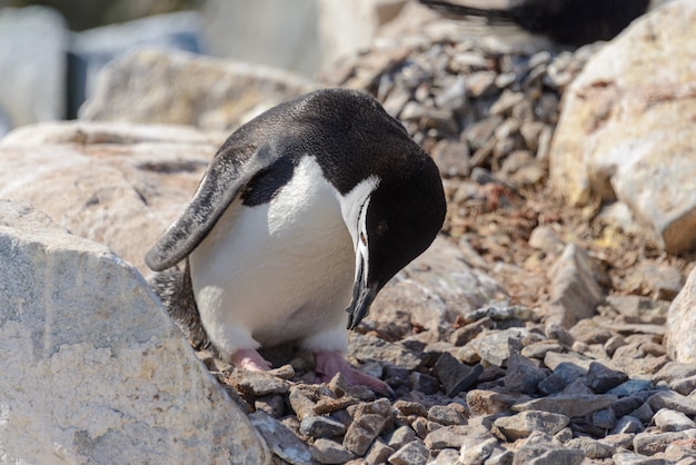 南極のビーチでヒゲペンギン