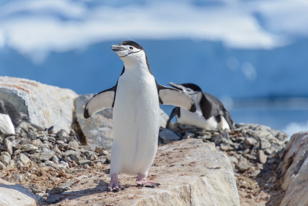 Foto pinguino di sottogola sulla spiaggia in antartide