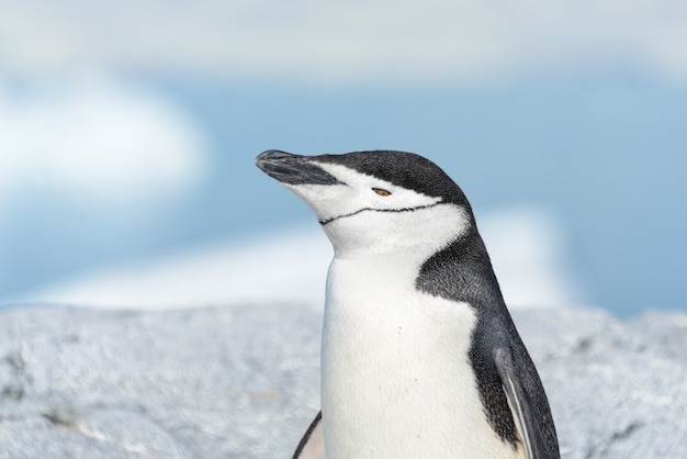 Chinstrap penguin close up