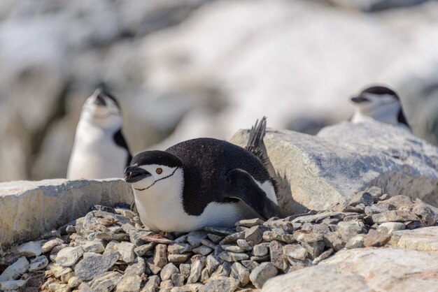 Photo chinstrap penguin laying on the rock in antarctica