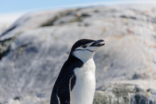 南極のビーチでヒゲペンギンをクローズアップ